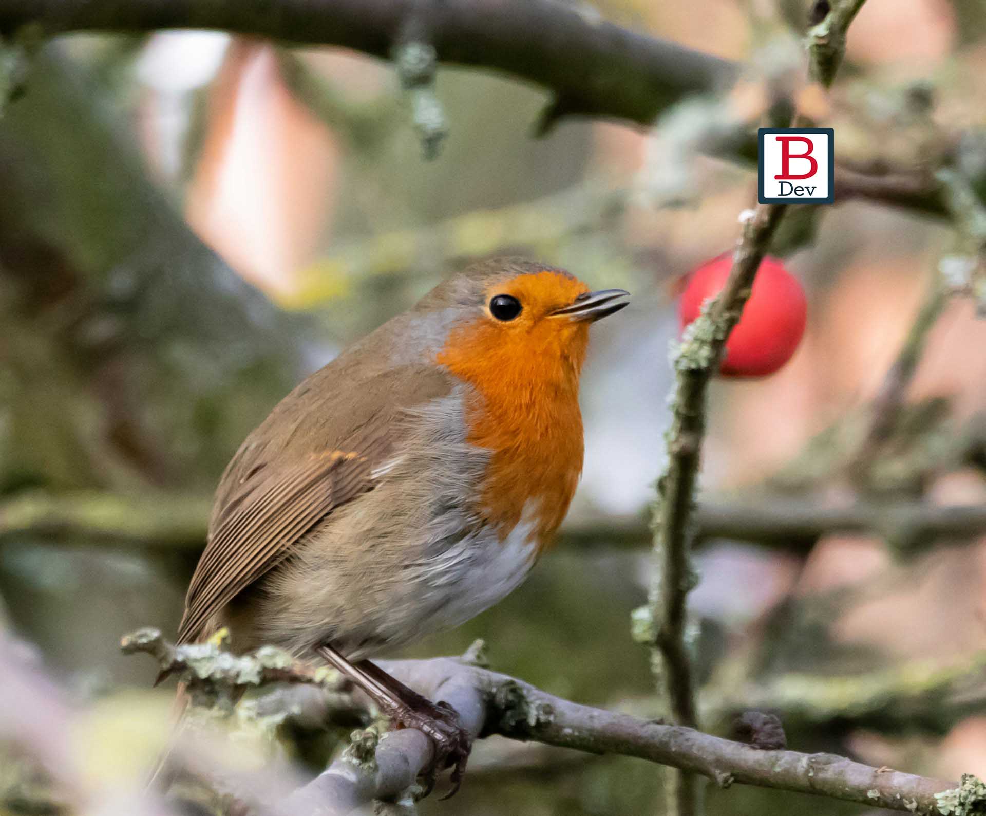 bird