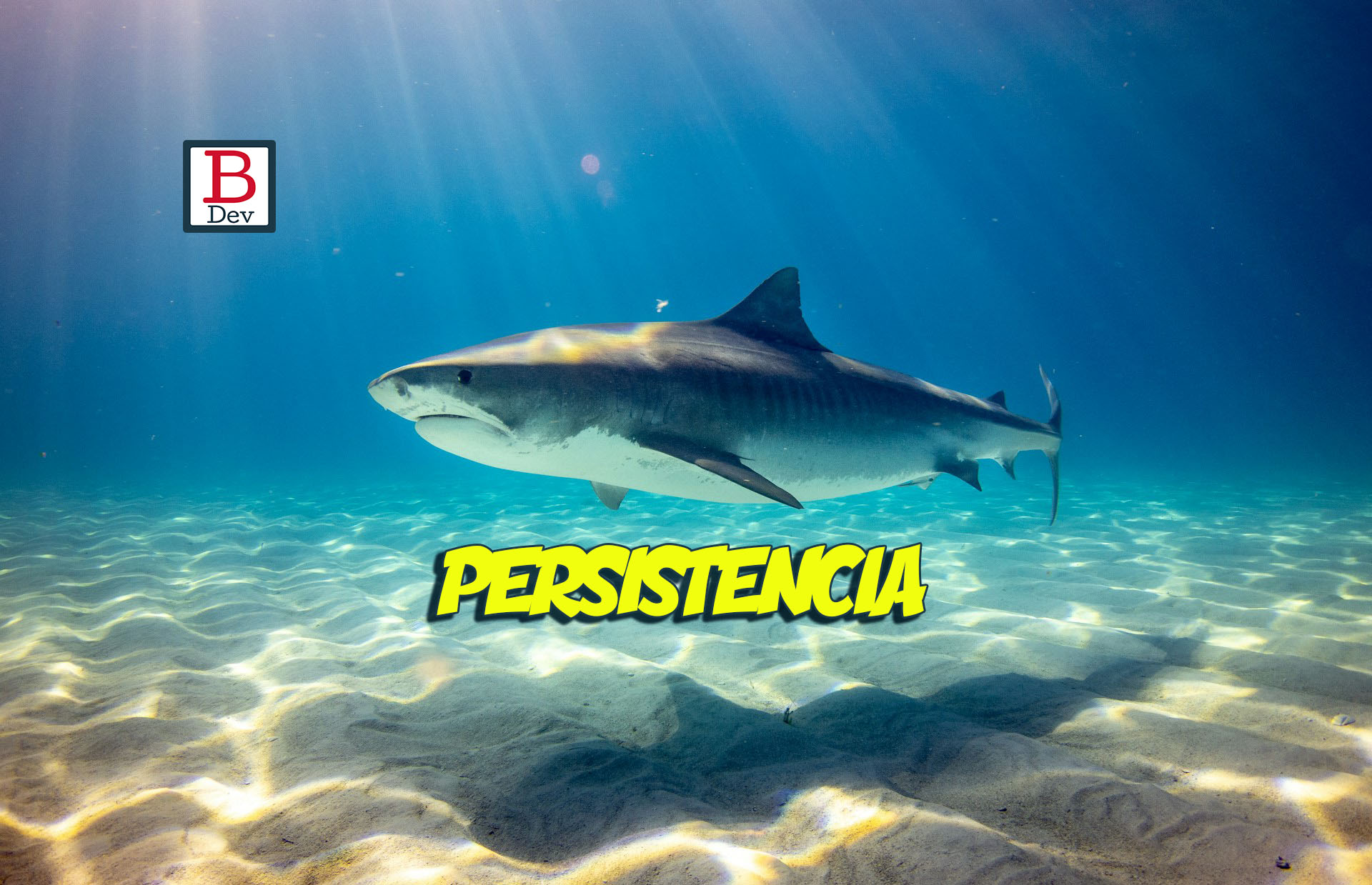sharkie3